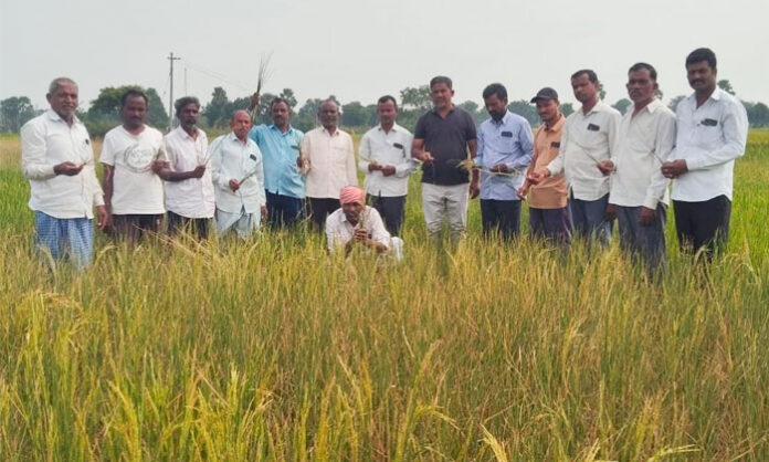 BRS leaders inspect withering crops in Gurijala village and demand uninterrupted agricultural power supply and compensation for affected farmers.