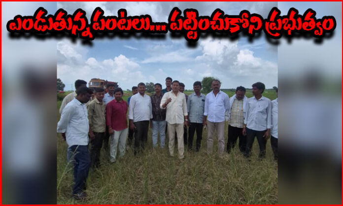 Shanampudi Saidi Reddy inspects withering crops in Bhilya Naik Thanda and speaks with farmers about irrigation water shortages.