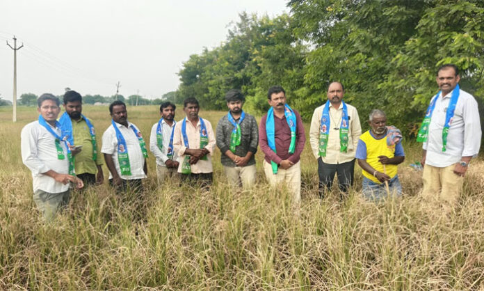 Kuntla Dharmarjun inspects withered crops in Dacharam village and demands drought relief for farmers affected by El Niño.