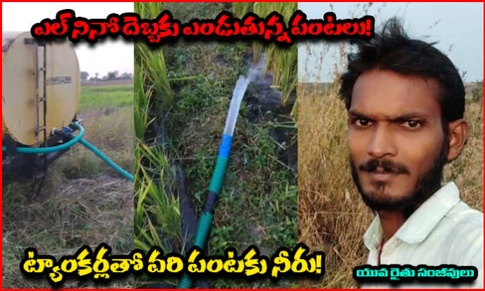 A farmer in Tadwai mandal uses water tankers to irrigate drying paddy crops amid rainfall and water shortages.