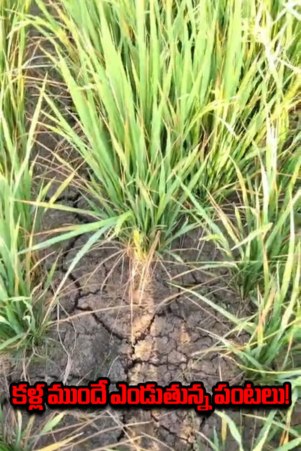 Tadwai Farmers Struggle to Save Drying Paddy Crops.jpg1