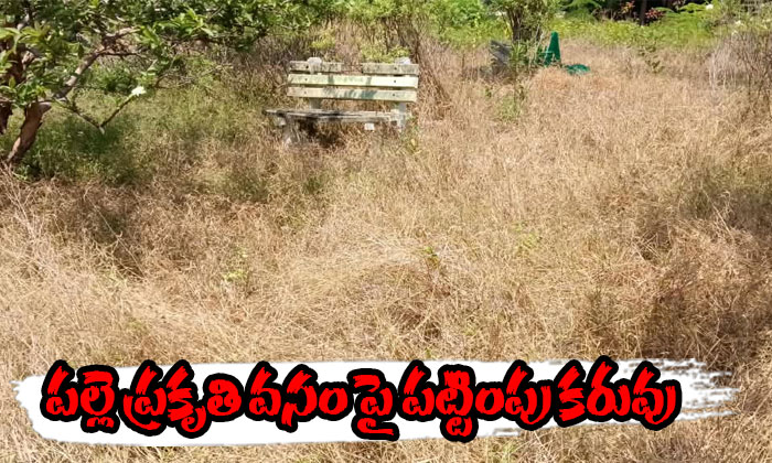 Village Nature Parks Face Neglect in Jagadevpur10